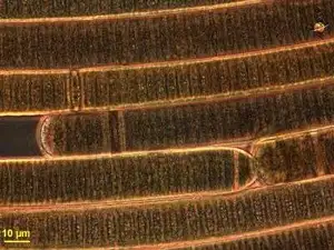 Oscillatoria Observed in Freshwater Sediments