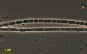 Portrait of Oscillatoria