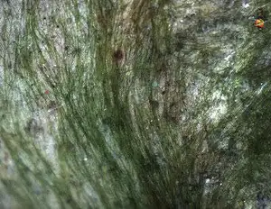 Oscillatoria on Substrate