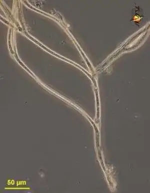 Tolypothrix filaments