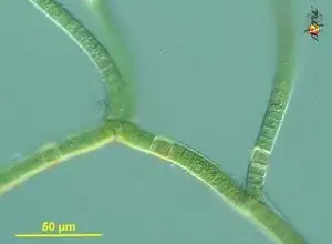 Tolypothrix Junction