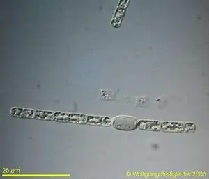 Cyanobacteria Aphanizomenon