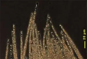 Aphanizomenon Phase Contrast Micrograph