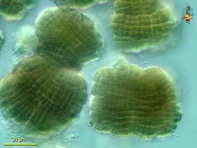 Microscopic Analysis of Chroococcidiopsis polanisana