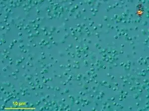 Prochlorococcus marinus