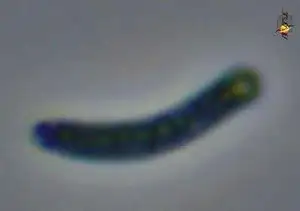 Portrait of Synechococcus Cell