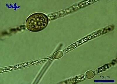 Akinete and Heterocytes