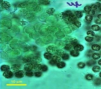 Close Up on a Colony