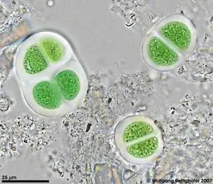 Sphagnum Pond Sample from Austrian Northern Alpine Area