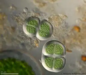 Sample Collected From Alpine Sphagnum Pond Near Salzburg