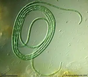 Filamentous Cyanobacteria