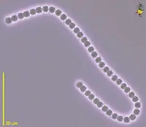 Unidentified Cyanobacterium