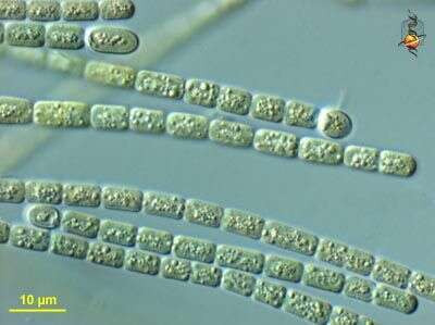 Filamentous Cyanobacterium