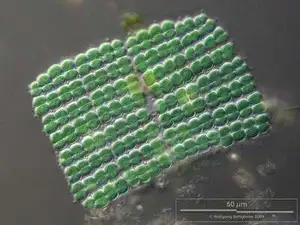 Merismopedia Square Plate