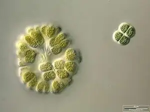 Colony Accompanied by Chroococcus turgidus