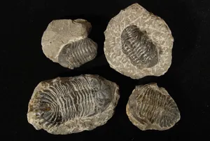 Trilobite Fossil
