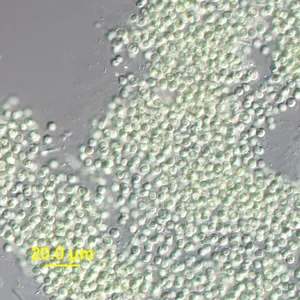 Microcystis spp.