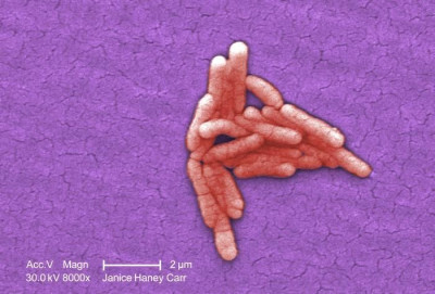 A Small Grouping of Salmonella typhimurium Bacteria