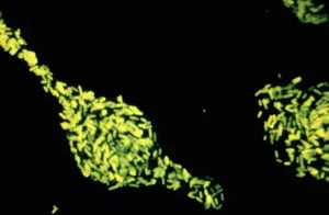 Fluorescent Staining of Salmonella sp. in Broth Culture