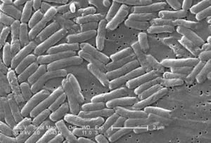 Rod-Shaped Salmonella sp. Bacteria