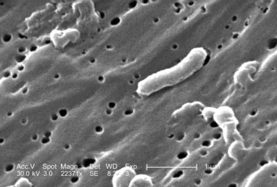 Image of Vibrio