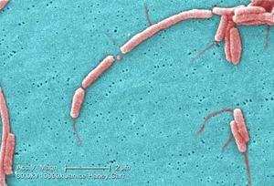 Legionella pneumophila