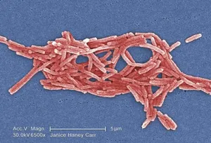 Gram-Negative Legionella pneumophila Bacteria