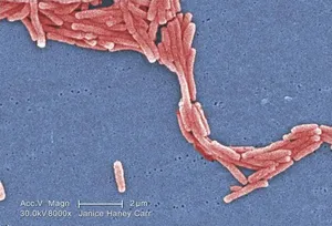 Gram-Negative Legionella pneumophila Bacteria