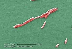 Legionella pneumophila 