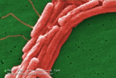 Image of <em>Legionella pneumophila</em>