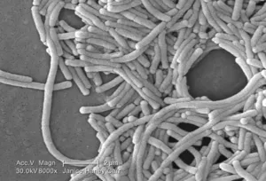 Gram-Negative Legionella pneumophila Bacteria