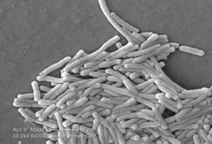 Gram-Negative Legionella pneumophila Bacteria