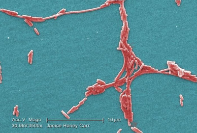 Image of Legionella pneumophila