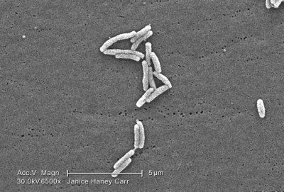 Image of <em>Legionella pneumophila</em>