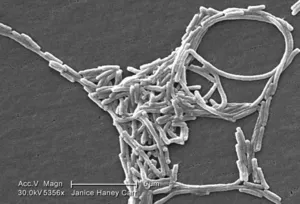 Gram-Negative Legionella pneumophila Bacteria