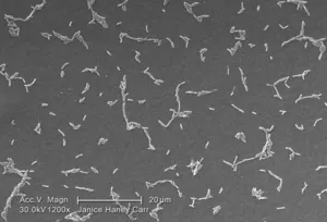 Legionella pneumophila Bacteria