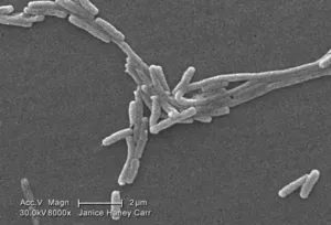 Legionella pneumophila Bacteria