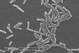 Gram-Negative Legionella pneumophila Bacteria