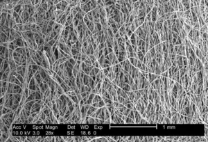 Scanning Electron Micrograph of Cotton Swab Fibers