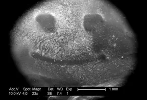 C. jejuni Biofilm on Polycarbonate Membrane Filter