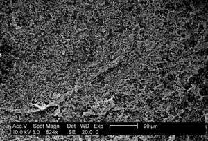 P. mirabilis Biofilm Growing on Polycarbonate Coupons