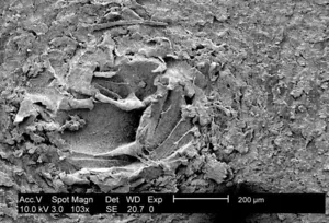 Surface Irregularities in P. mirabilis Biofilm