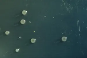 Colonial Growth Pattern of Providencia alcalifaciens on HE Agar