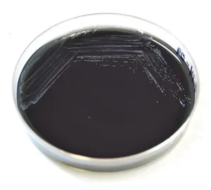 Petri Dish Containing Buffered Charcoal Yeast Extract Agar