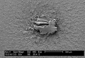 Escherichia coli  Biofilm