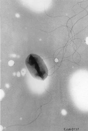 Transmission Electron Micrograph of Escherichia coli 