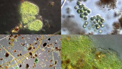 Cyanobacteria; Cyanobacteria (Blue-Green Algae)