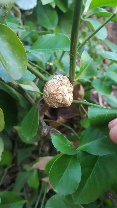 Bacterial Crown Gall