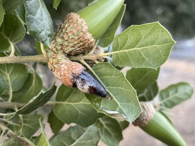 Drippy Acorn Disease Lonsdalea quercina