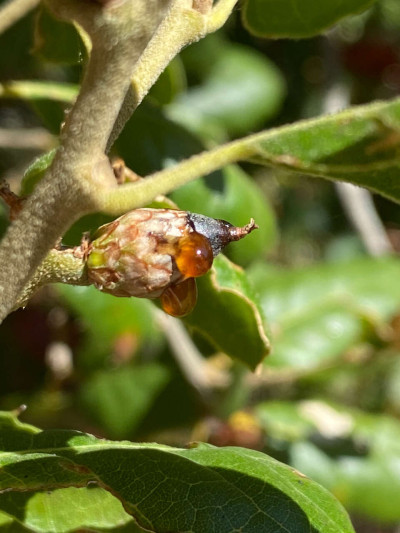 Lonsdalea quercina